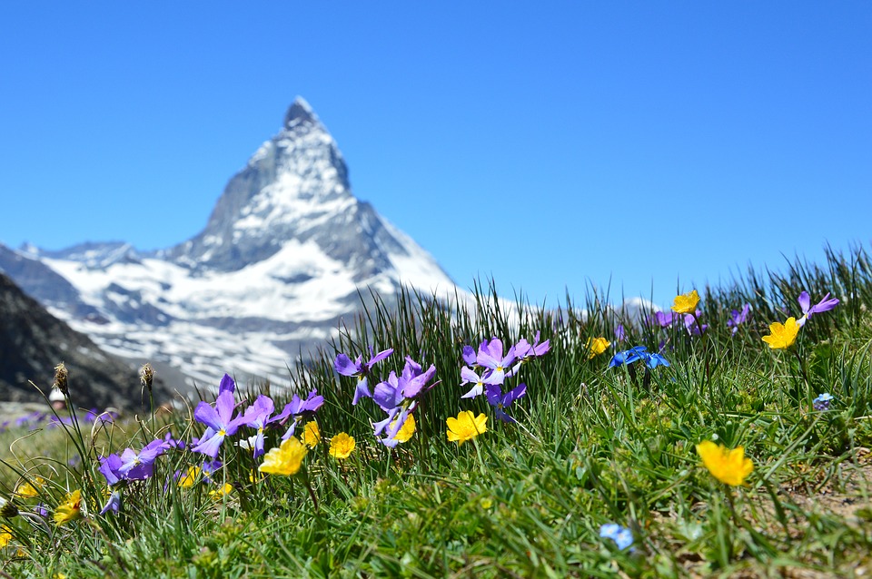 Zermatt en bloemen
